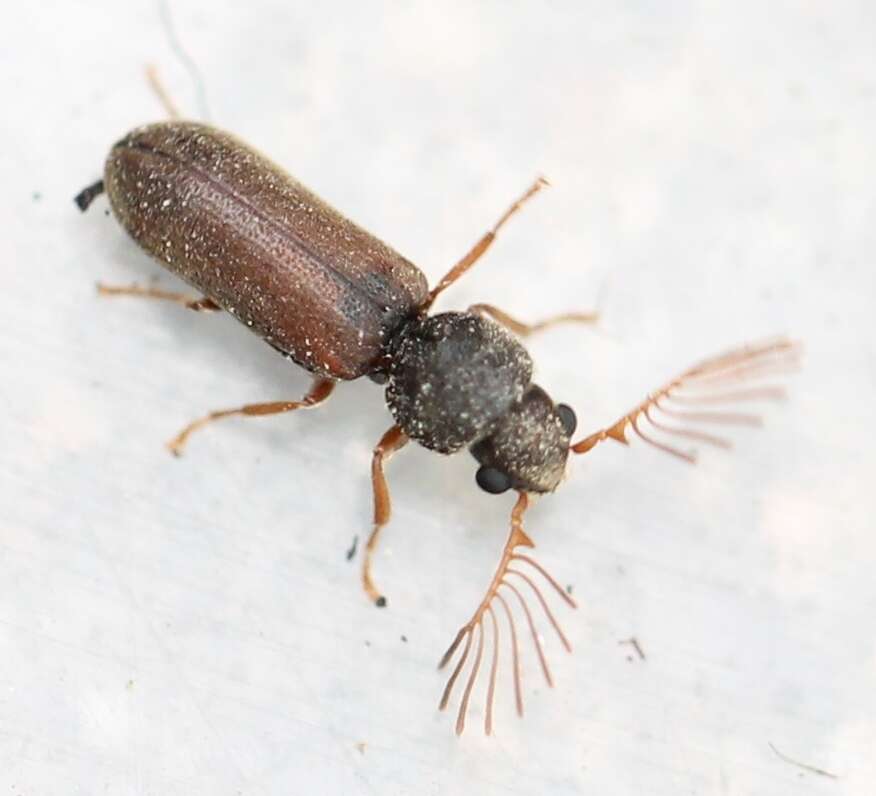 Image of Fan-bearing wood-borer