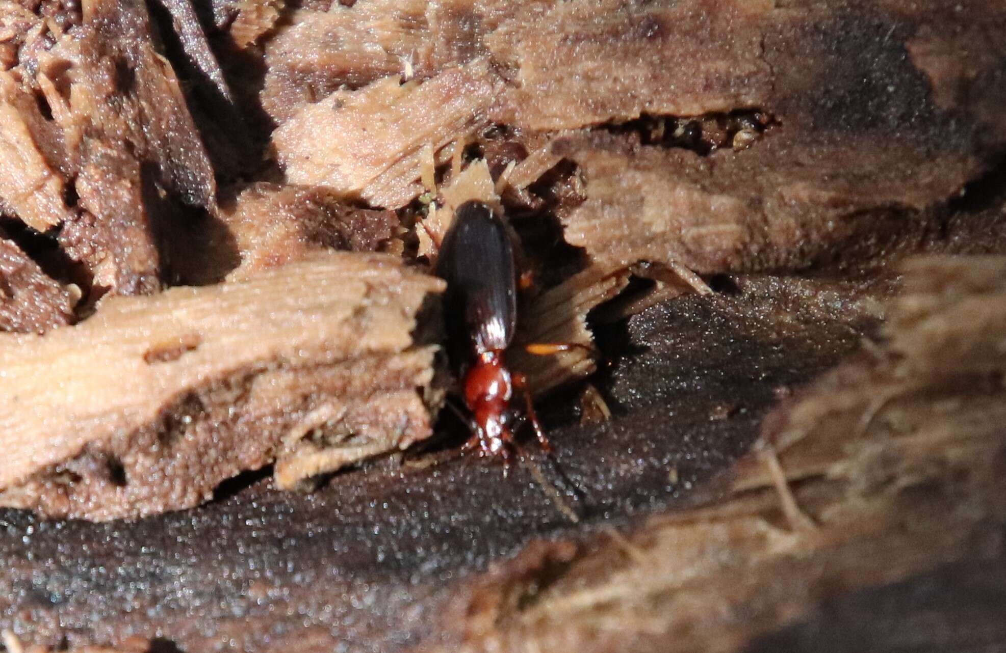 Image of Platynus (Platynus) brunneomarginatus (Mannerheim 1843)