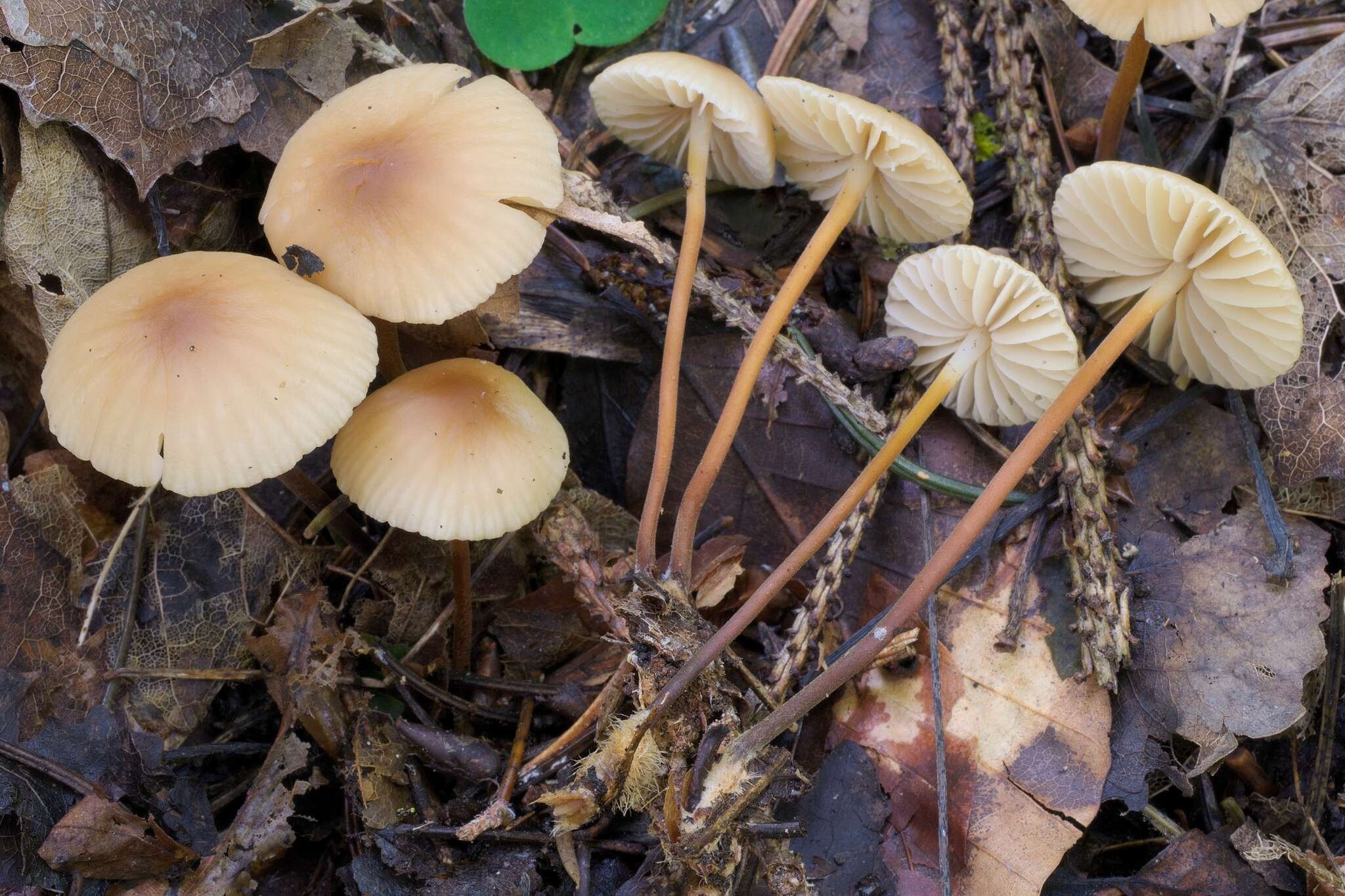 Image of Marasmius torquescens Quél. 1872