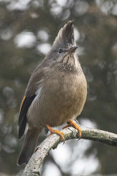 Image of Stripe-throated Yuhina