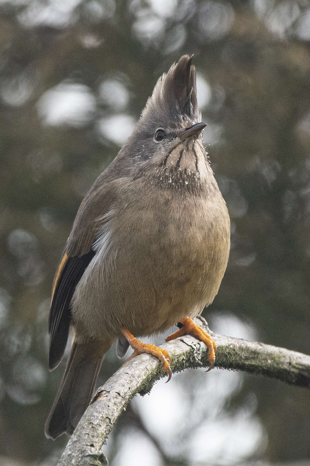 Yuhina gularis Hodgson 1836 resmi