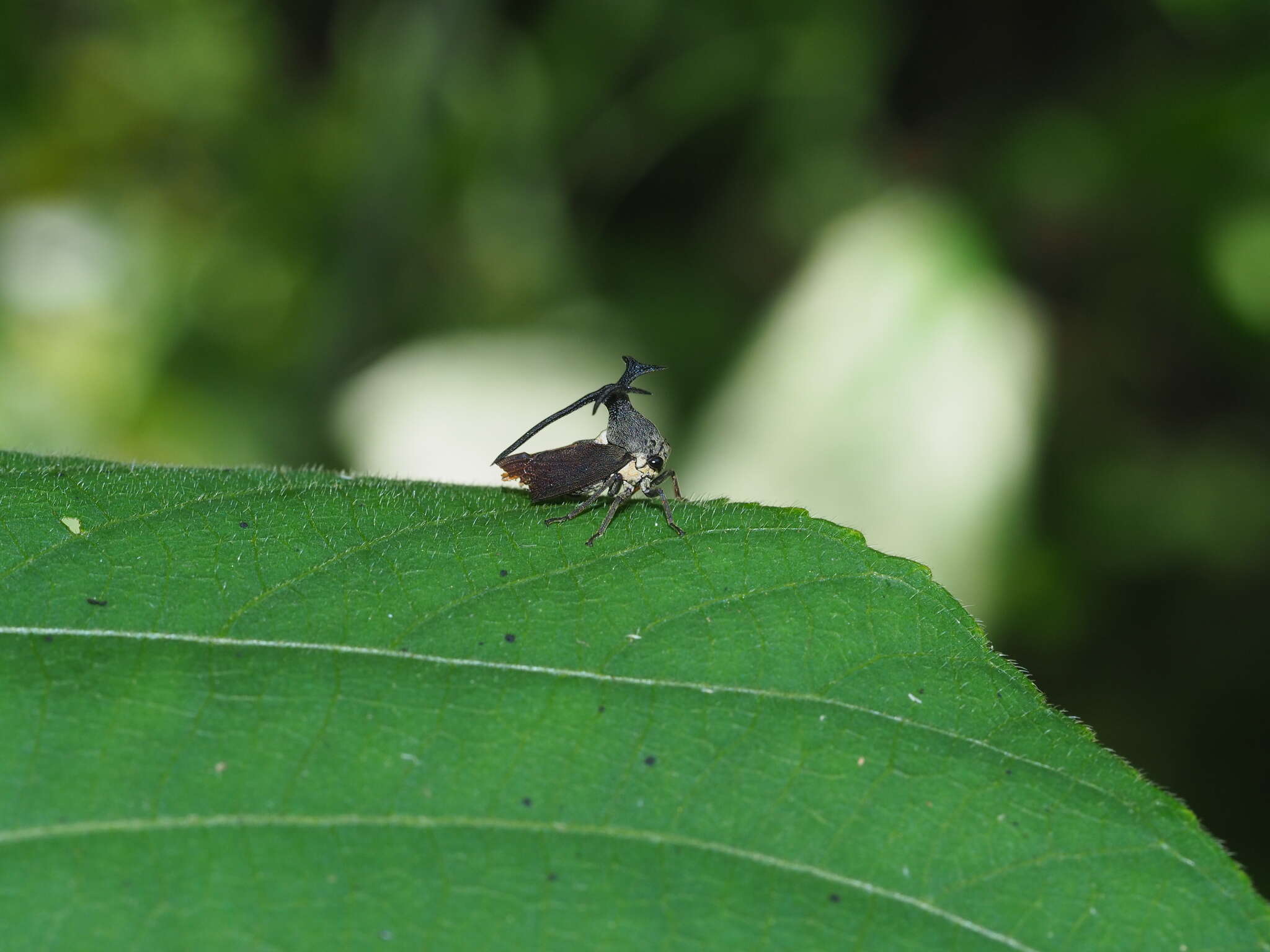 Image of Elaphiceps cervus Buckton