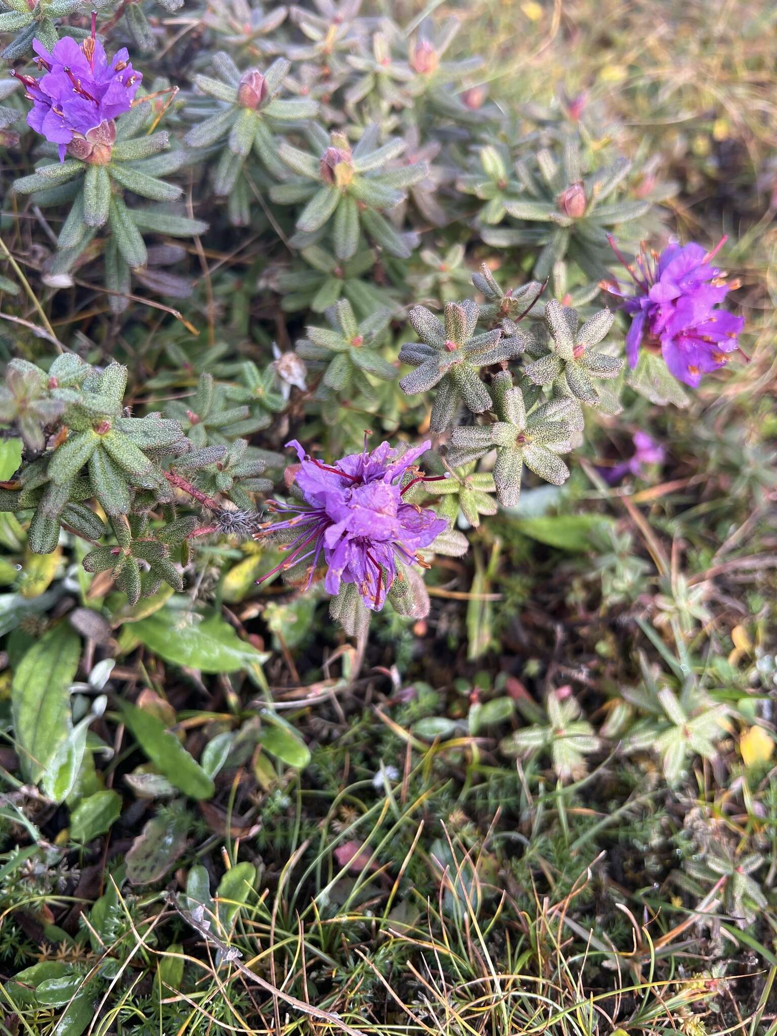 Image of Rhododendron setosum D. Don