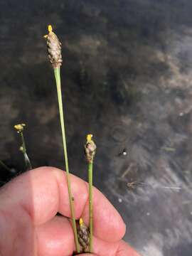 Image of Small's yelloweyed grass