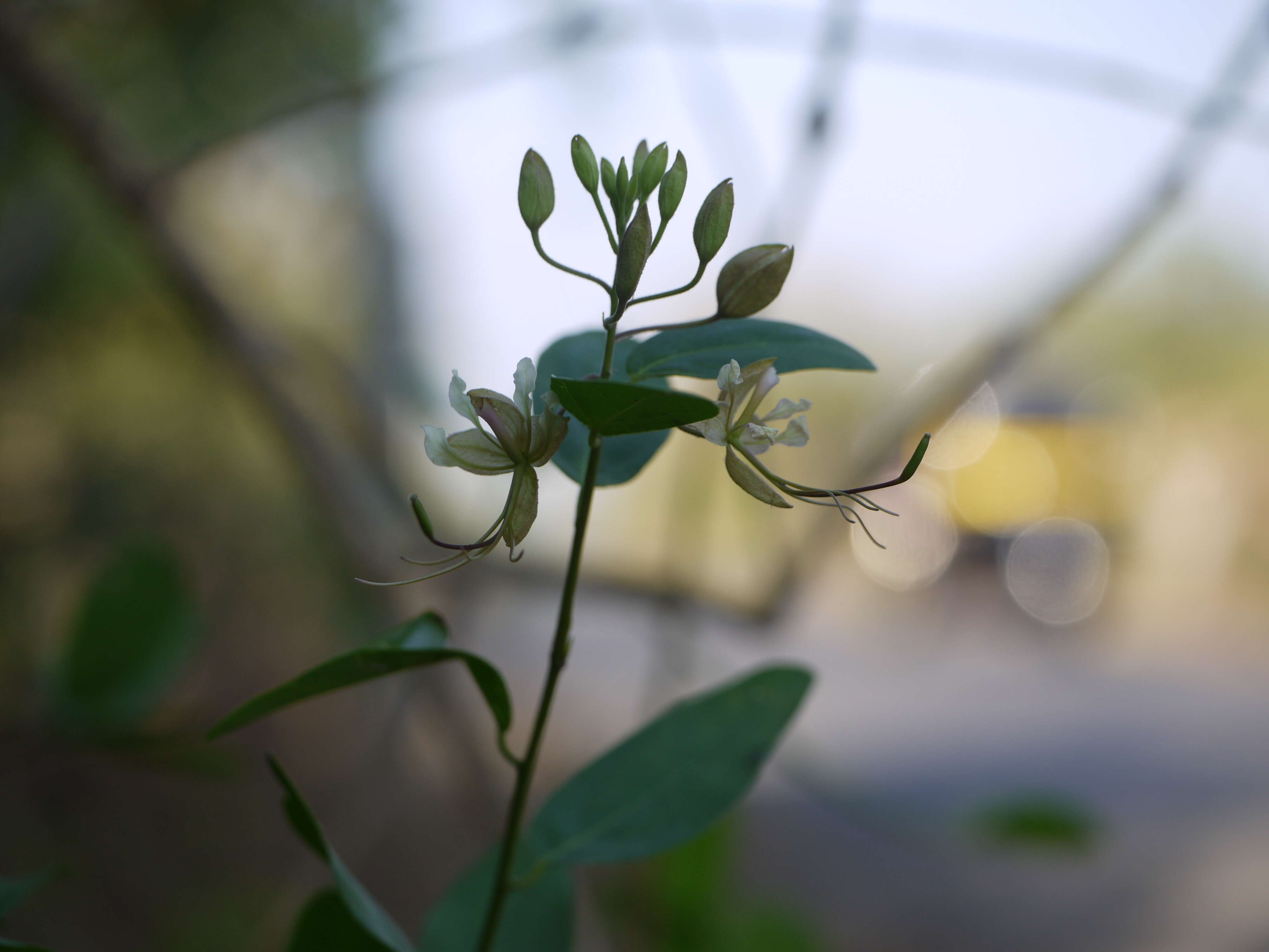 Image of Cadaba fruticosa (L.) Druce