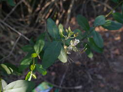 Image of Cadaba fruticosa (L.) Druce