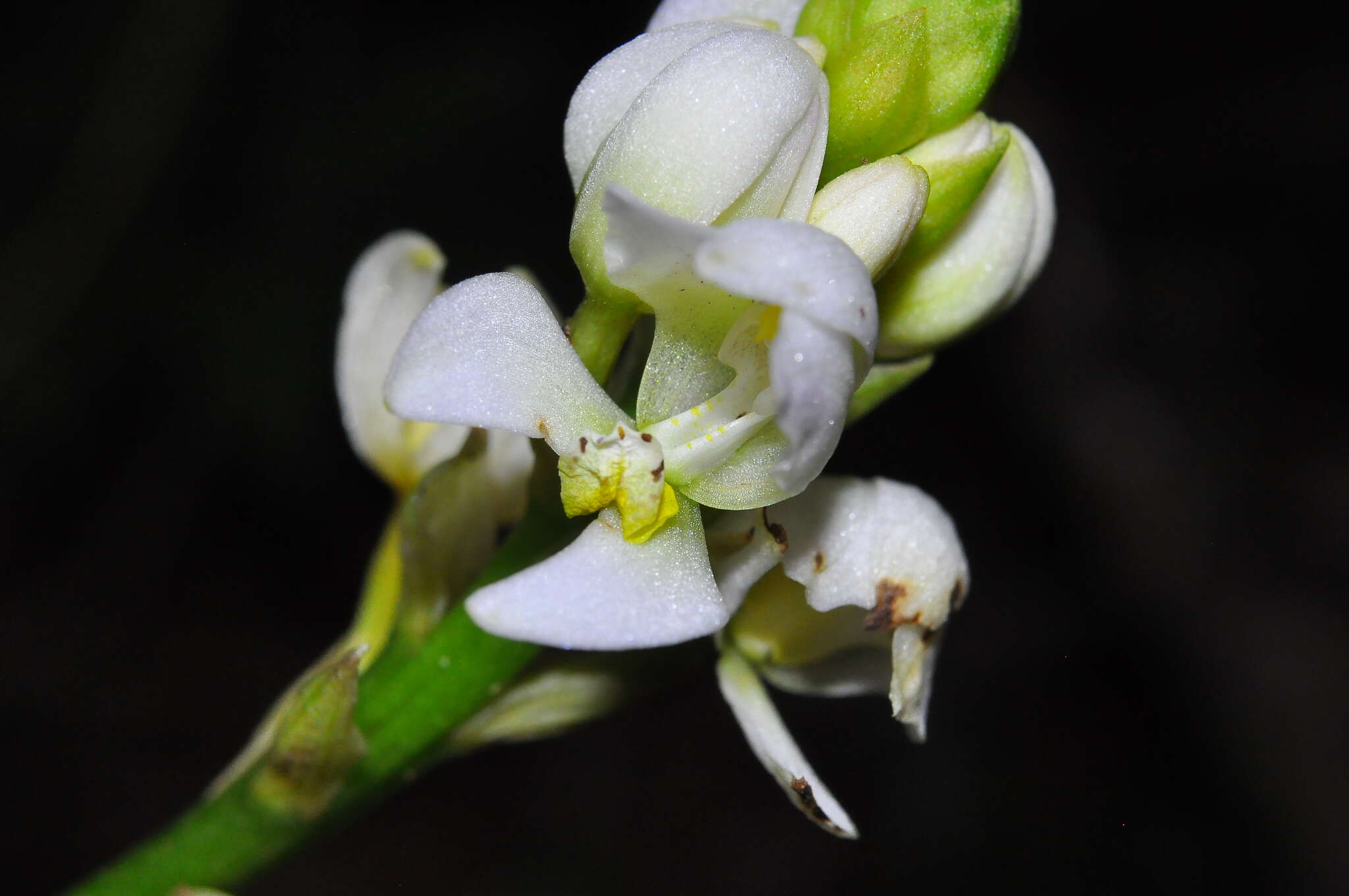 Image of Govenia utriculata (Sw.) Lindl.
