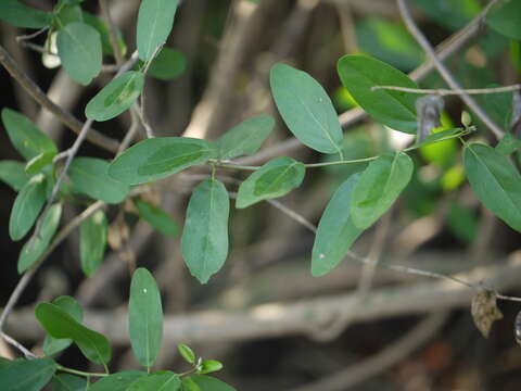 Image of Cadaba fruticosa (L.) Druce