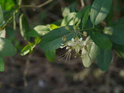 Image of Cadaba fruticosa (L.) Druce