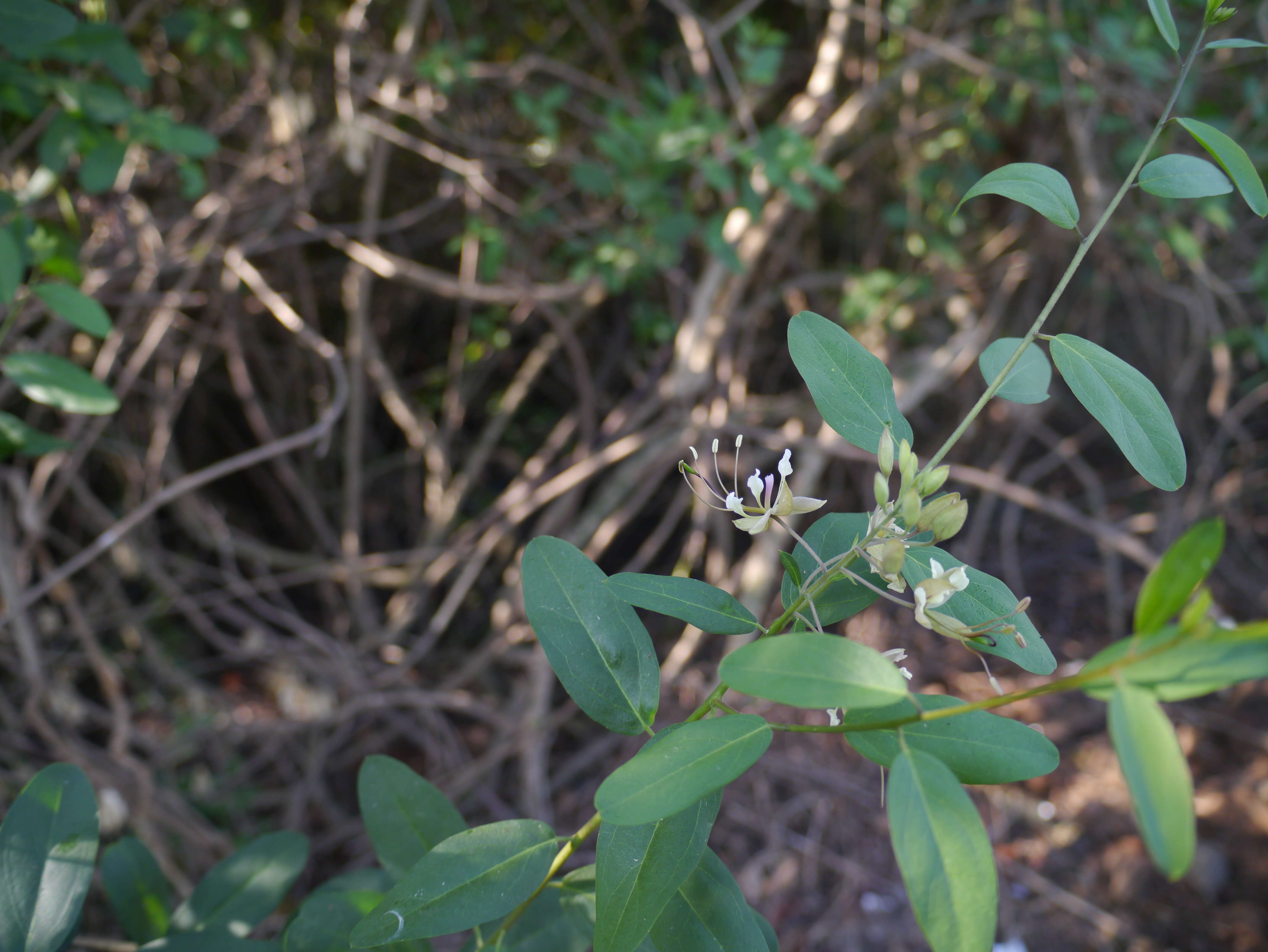 Image of Cadaba fruticosa (L.) Druce