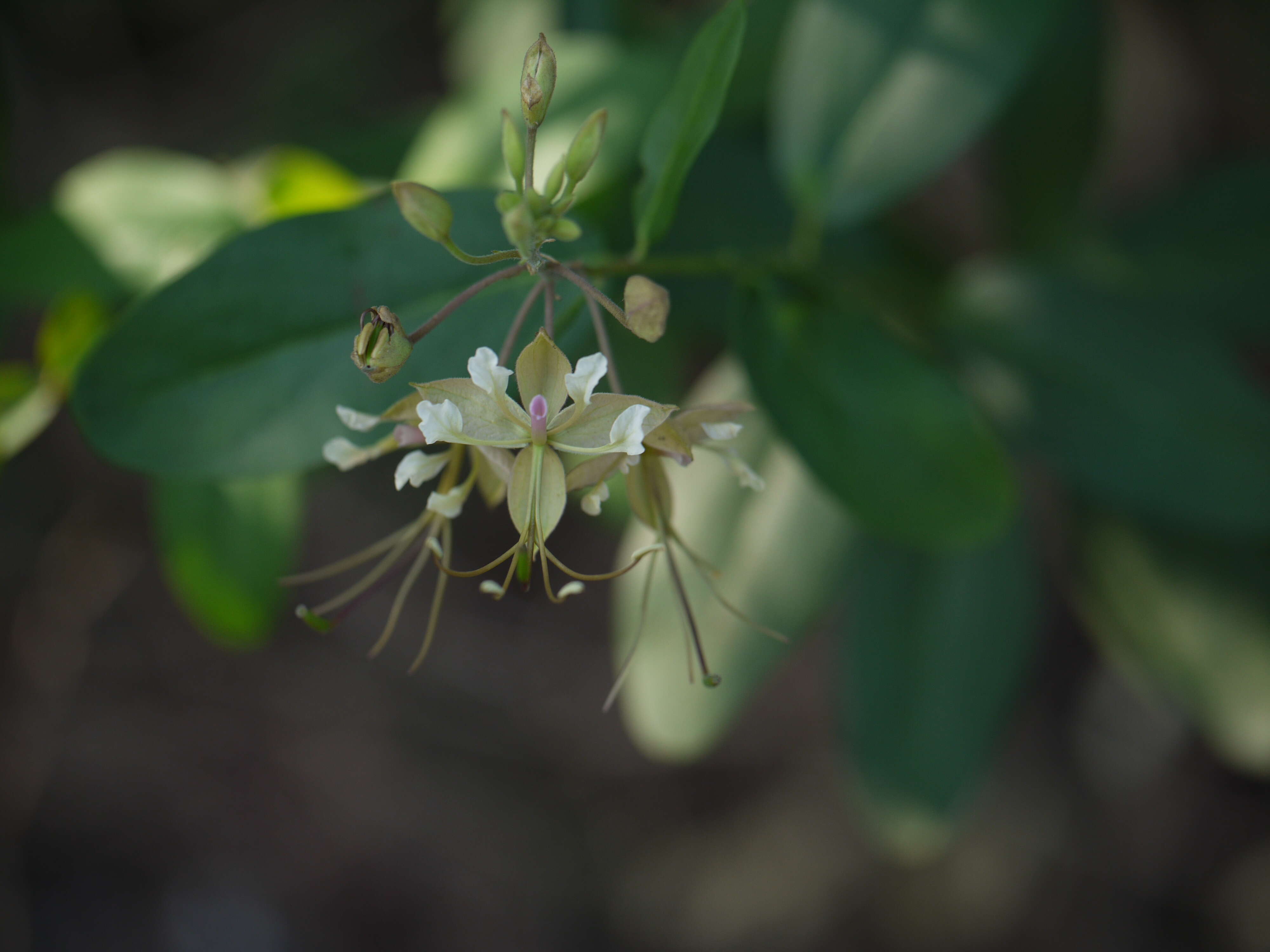 Image of Cadaba fruticosa (L.) Druce