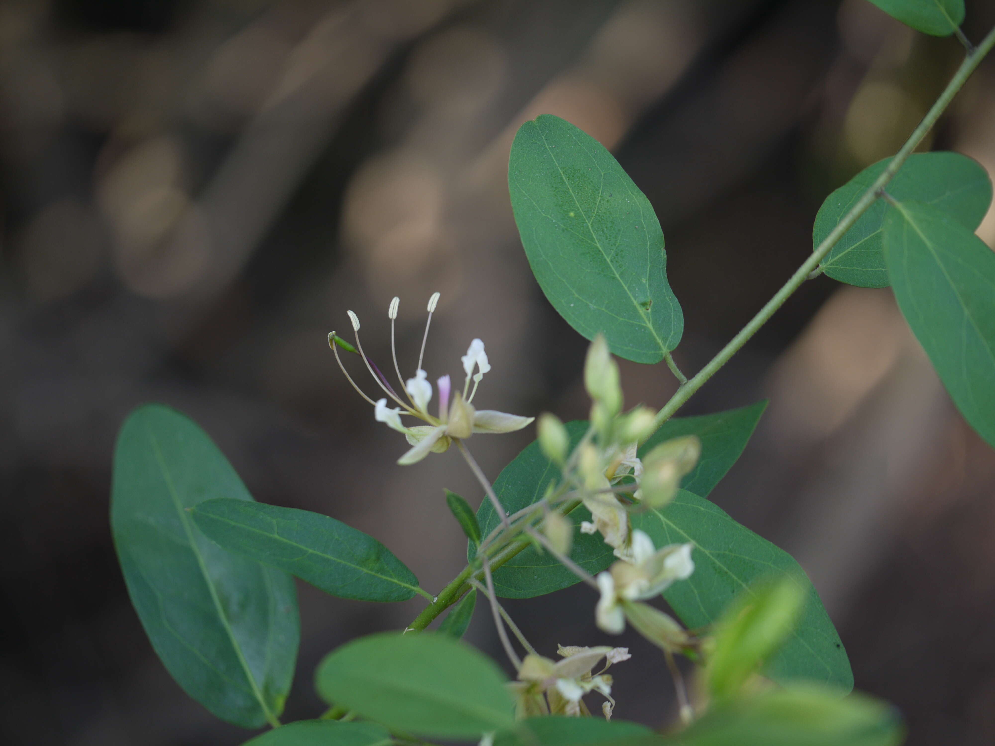 Image of Cadaba fruticosa (L.) Druce