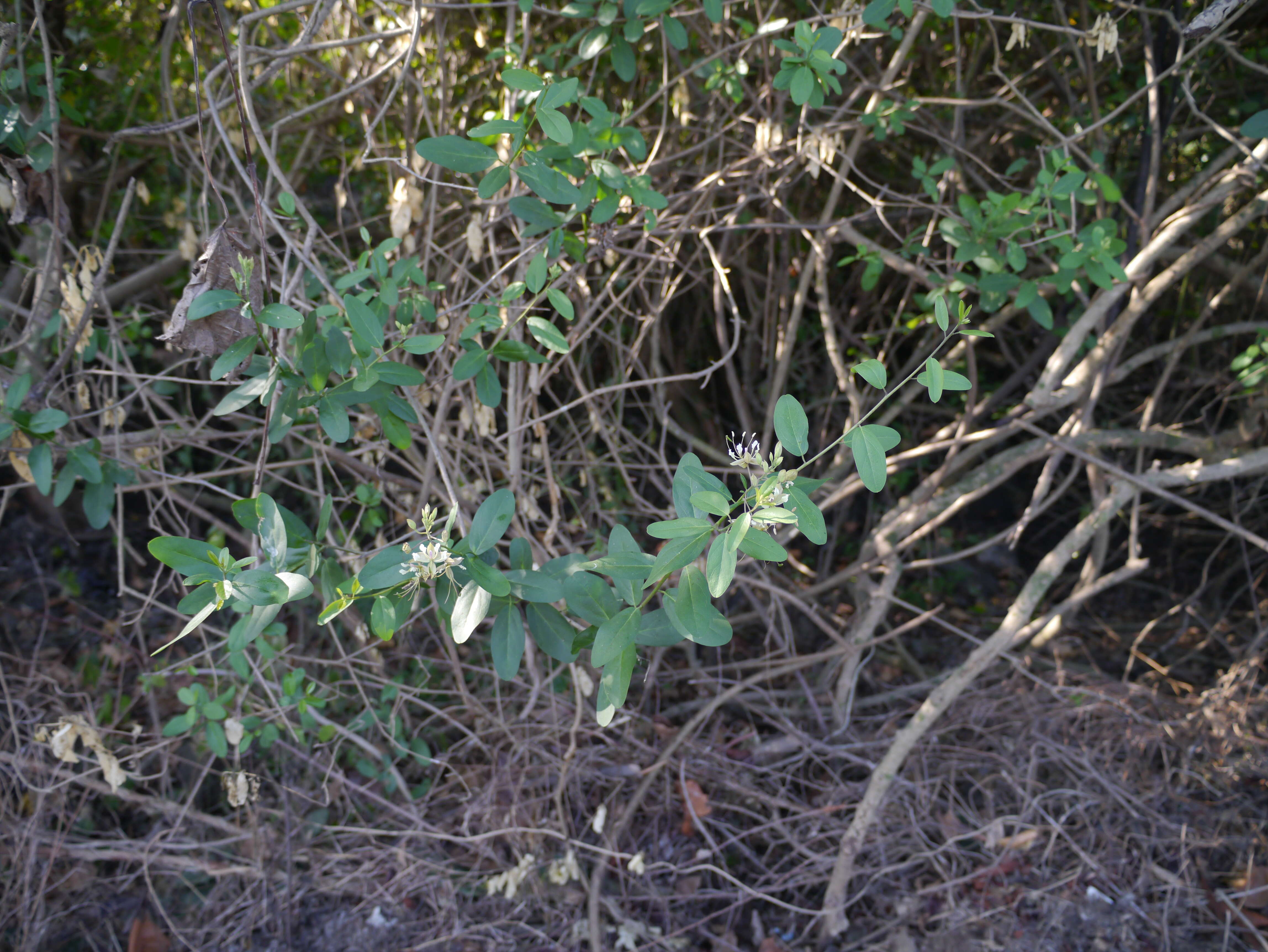 Image of Cadaba fruticosa (L.) Druce