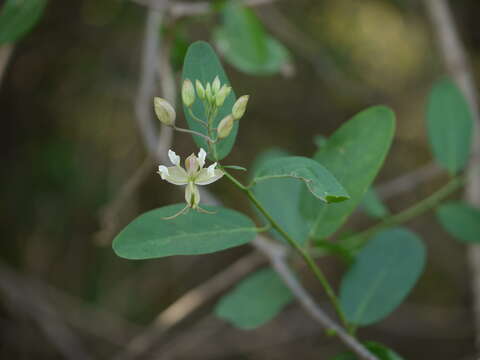 Image of Cadaba fruticosa (L.) Druce