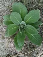 Image of Verbascum thapsus subsp. thapsus