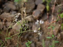 Image of lilac tasselflower