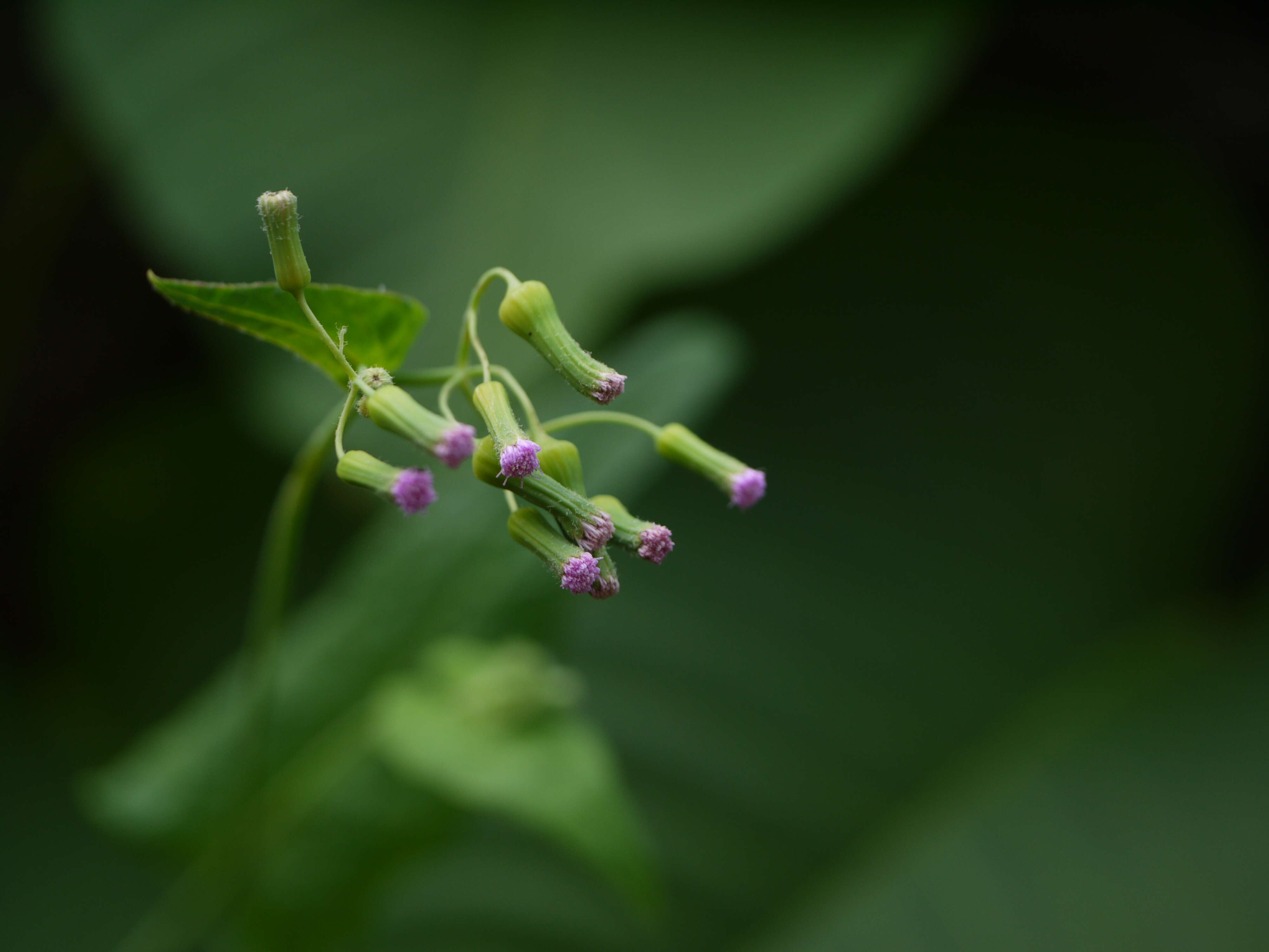 Image of lilac tasselflower