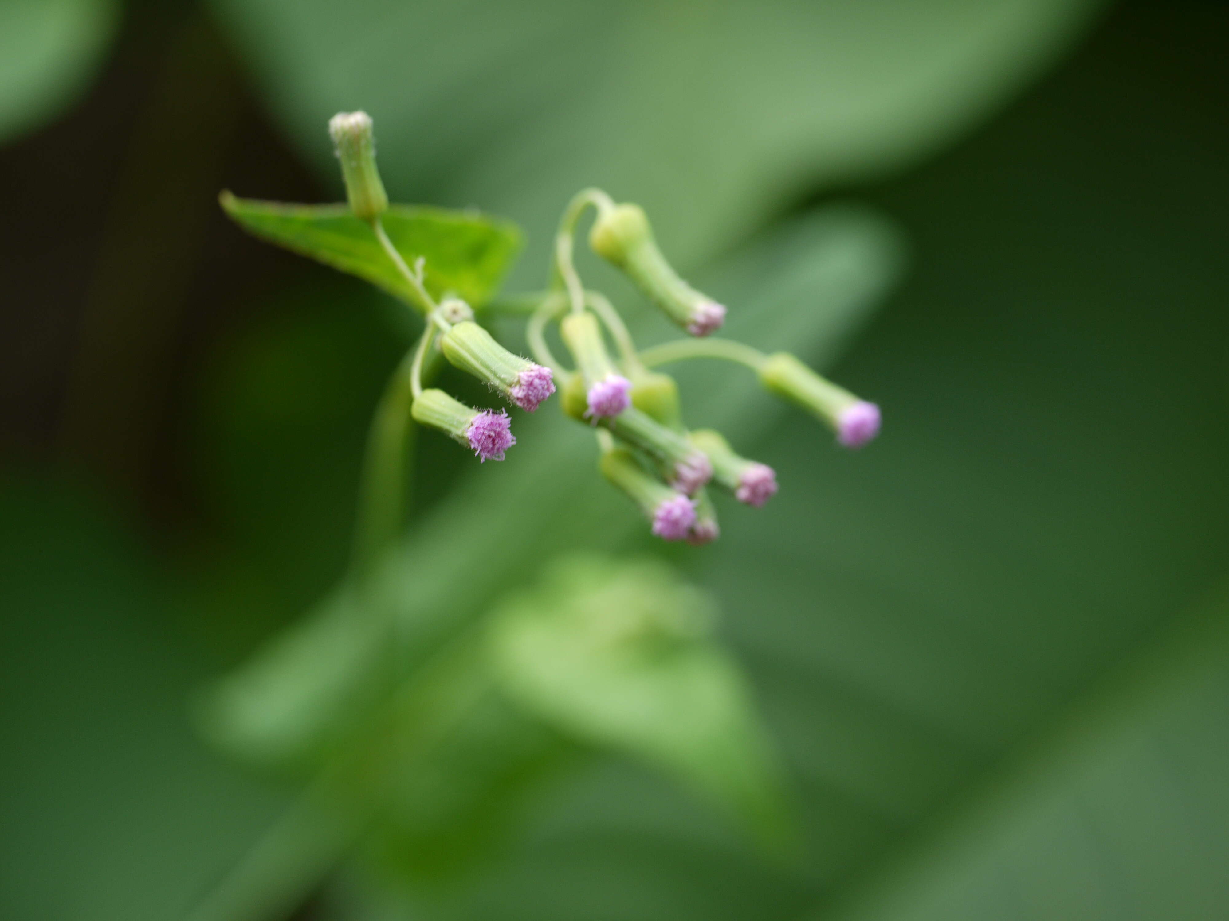 Image of lilac tasselflower