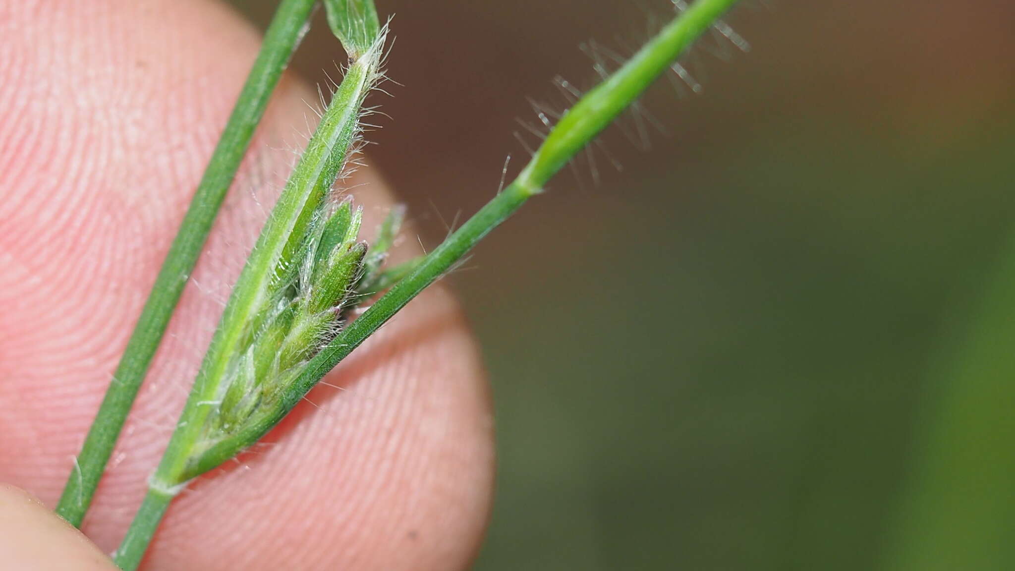 Entolasia stricta (R. Br.) Hughes resmi