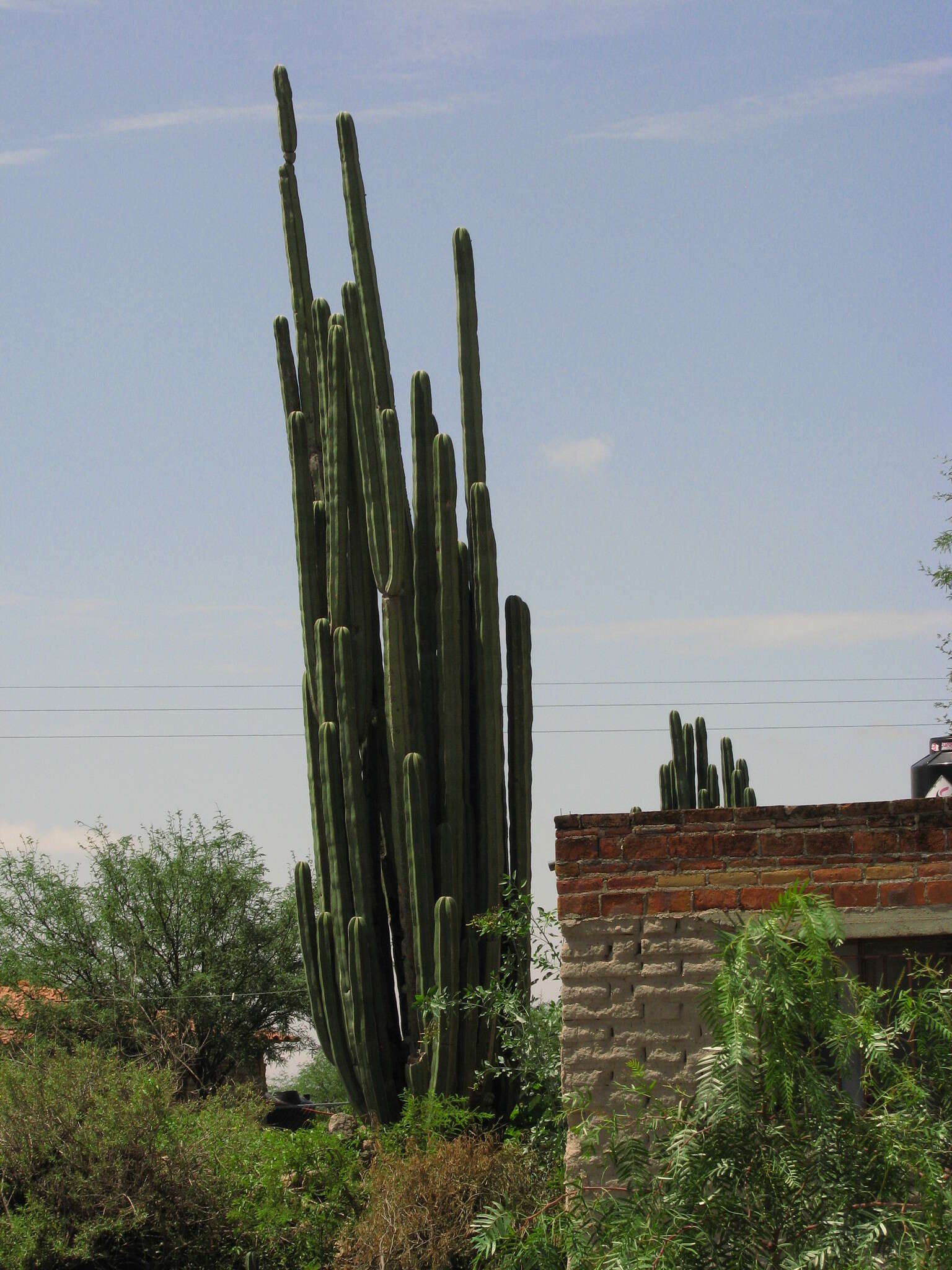 Image of <i>Lophocereus marginatus</i>