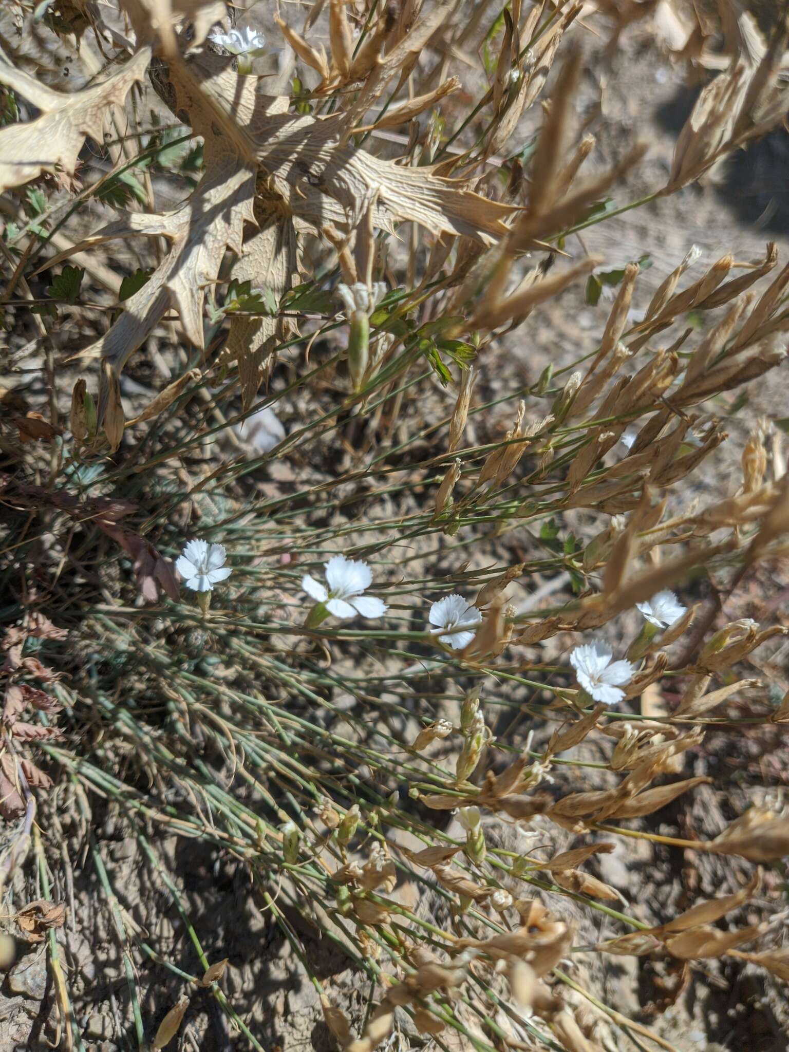 صورة Dianthus humilis Willd. ex Ledeb.