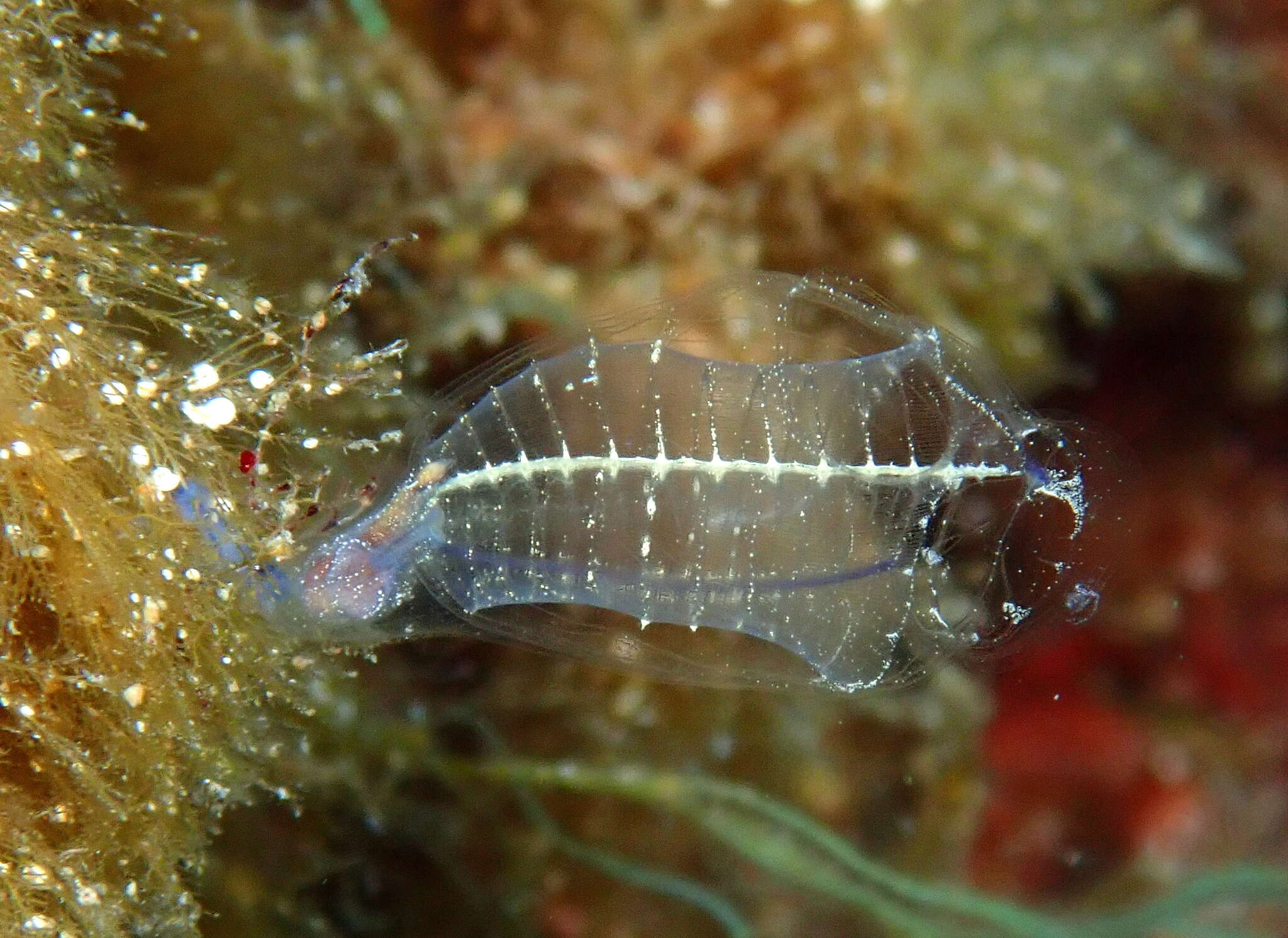 Image of bluestriped light bulb tunicate