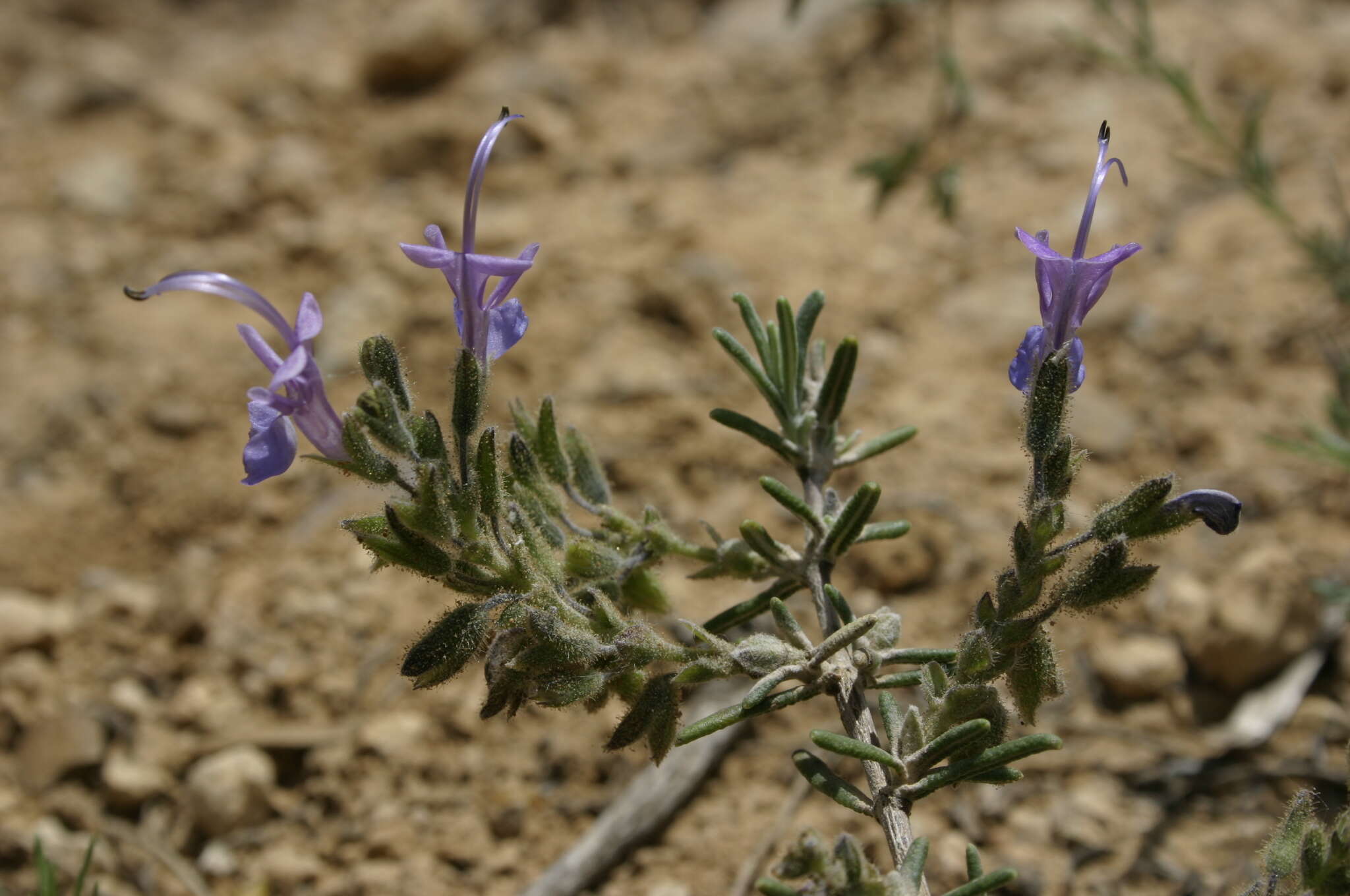 Imagem de Salvia jordanii