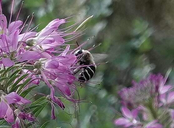 Image of Anthophora walshii Cresson 1869