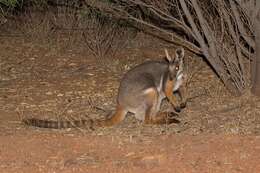 Image of Ring-tailed Rock Wallaby