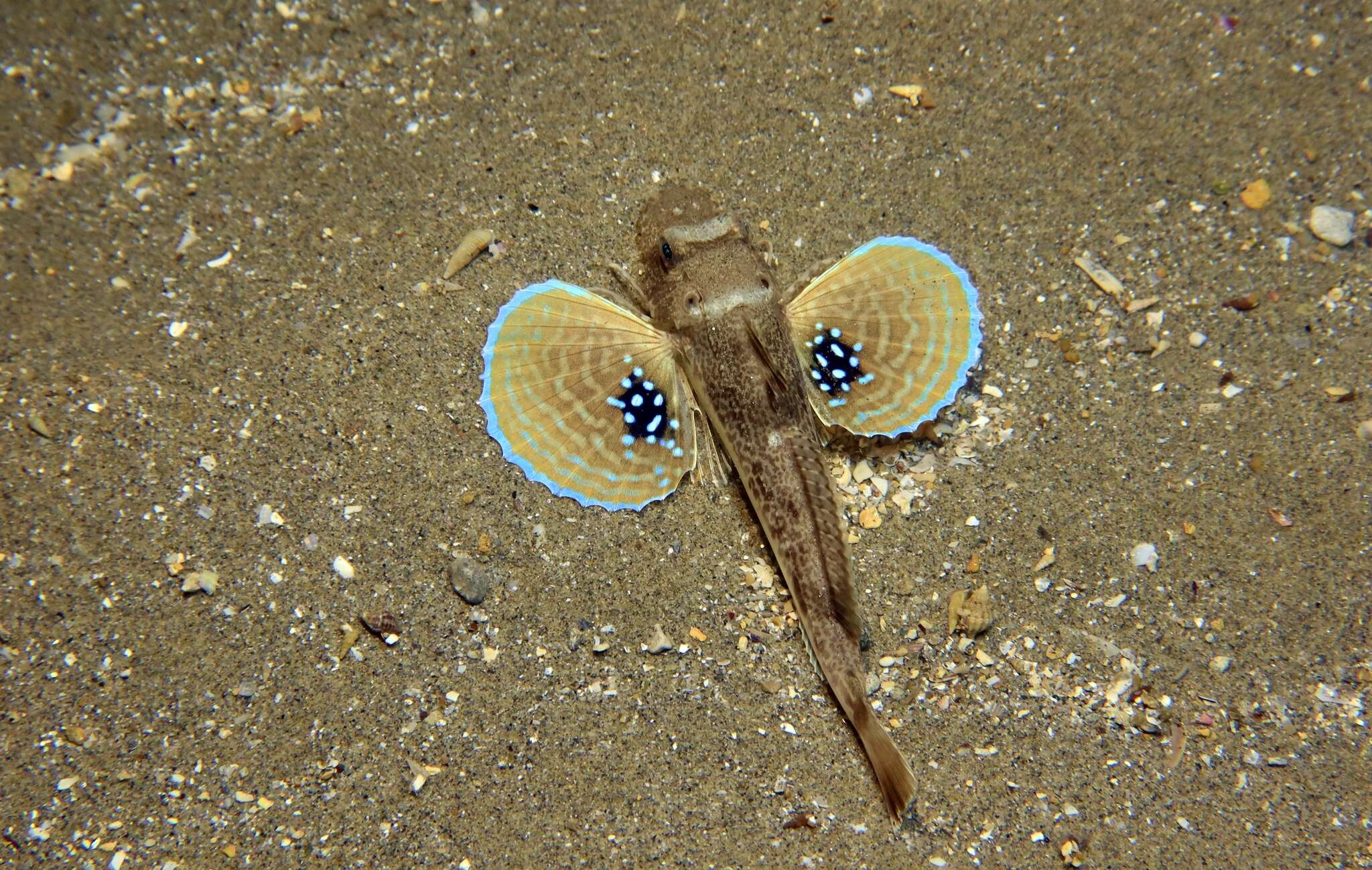 Image of Sapphirine Gurnard