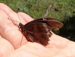 Image of greenbanded swallowtail