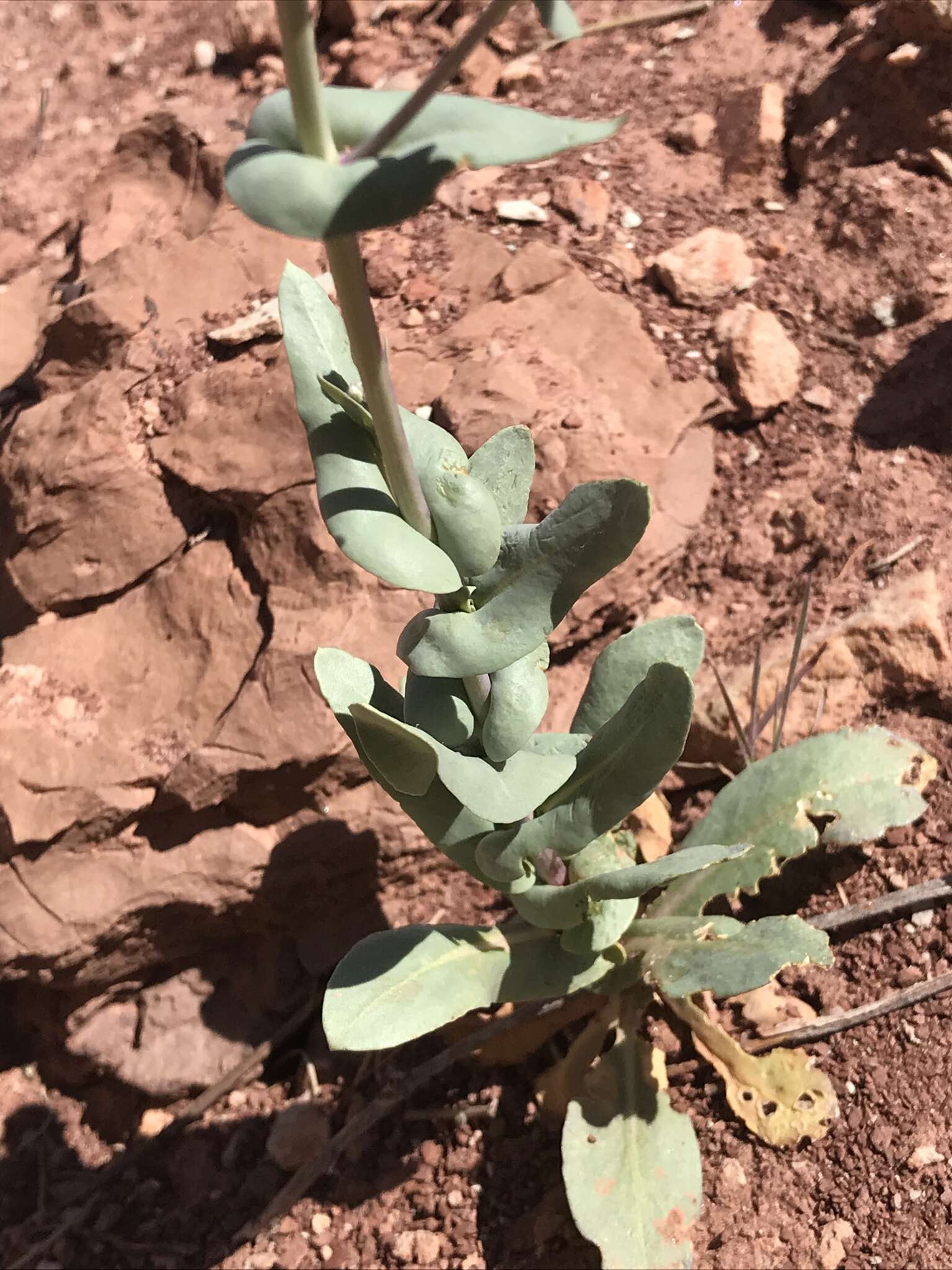 Plancia ëd Thelypodiopsis elegans (M. E. Jones) Rydb.