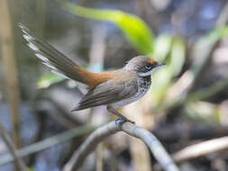 Image de Rhipidura dryas dryas Gould 1843