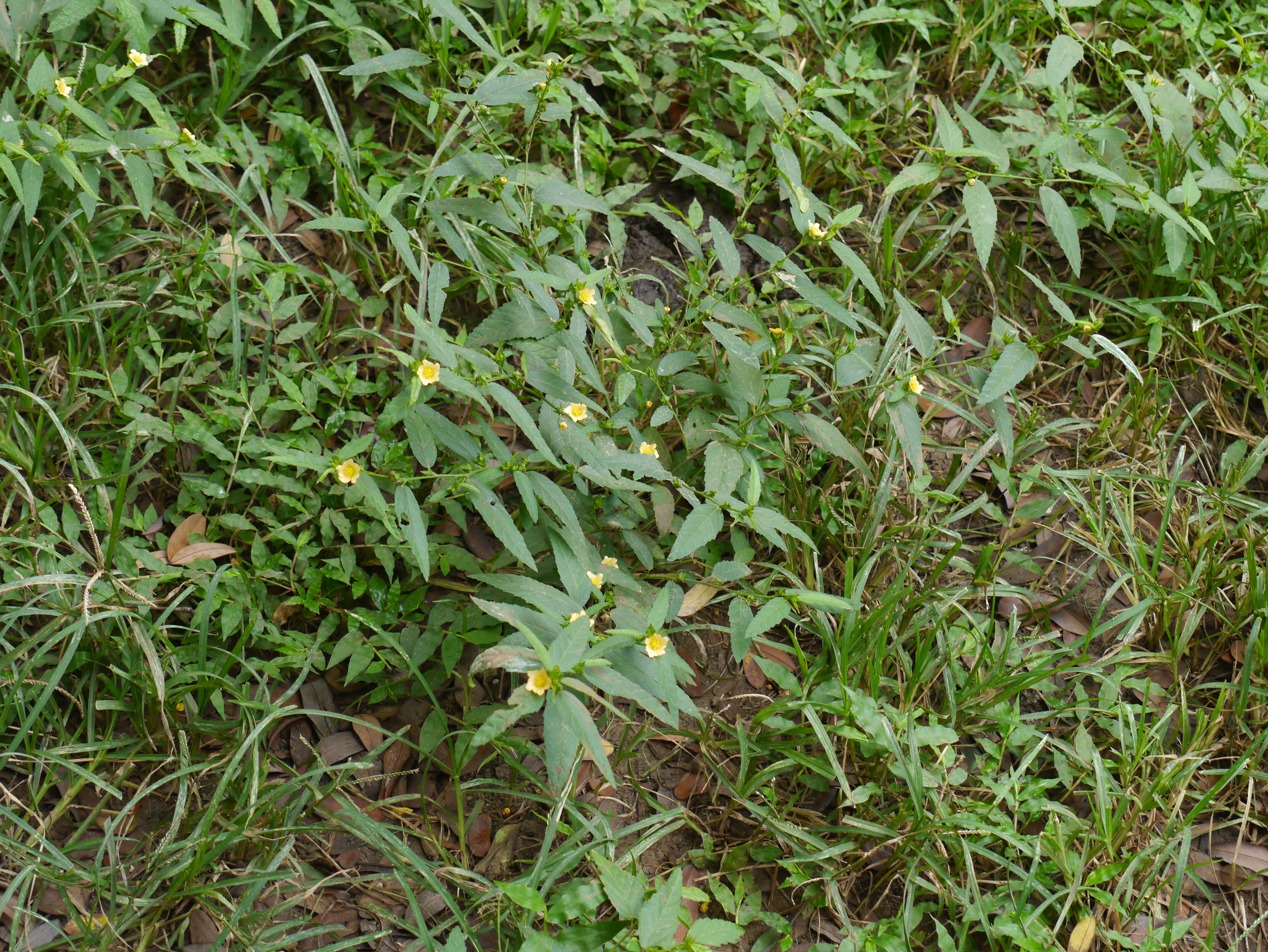 Image of common wireweed