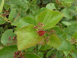 Image de Cissus doeringii Gilg & Brandt