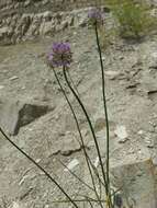 Image of Allium cretaceum N. Friesen & Seregin