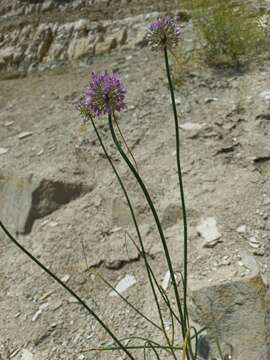 Image of Allium cretaceum N. Friesen & Seregin