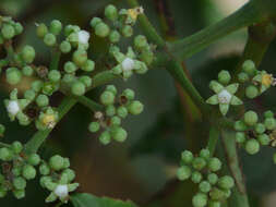 Image of bandicoot-berry