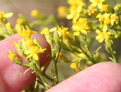 Image of broom snakeweed