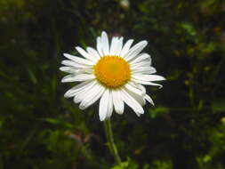 Image of Brachyscome diversifolia (Hook.) Fischer & C. Meyer