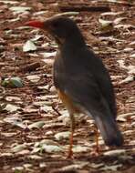 Turdus libonyana peripheris Clancey 1952的圖片