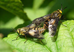 Image of Horse-fly