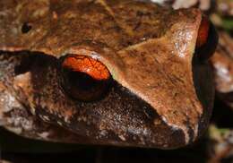 Image of Izabal robber frog