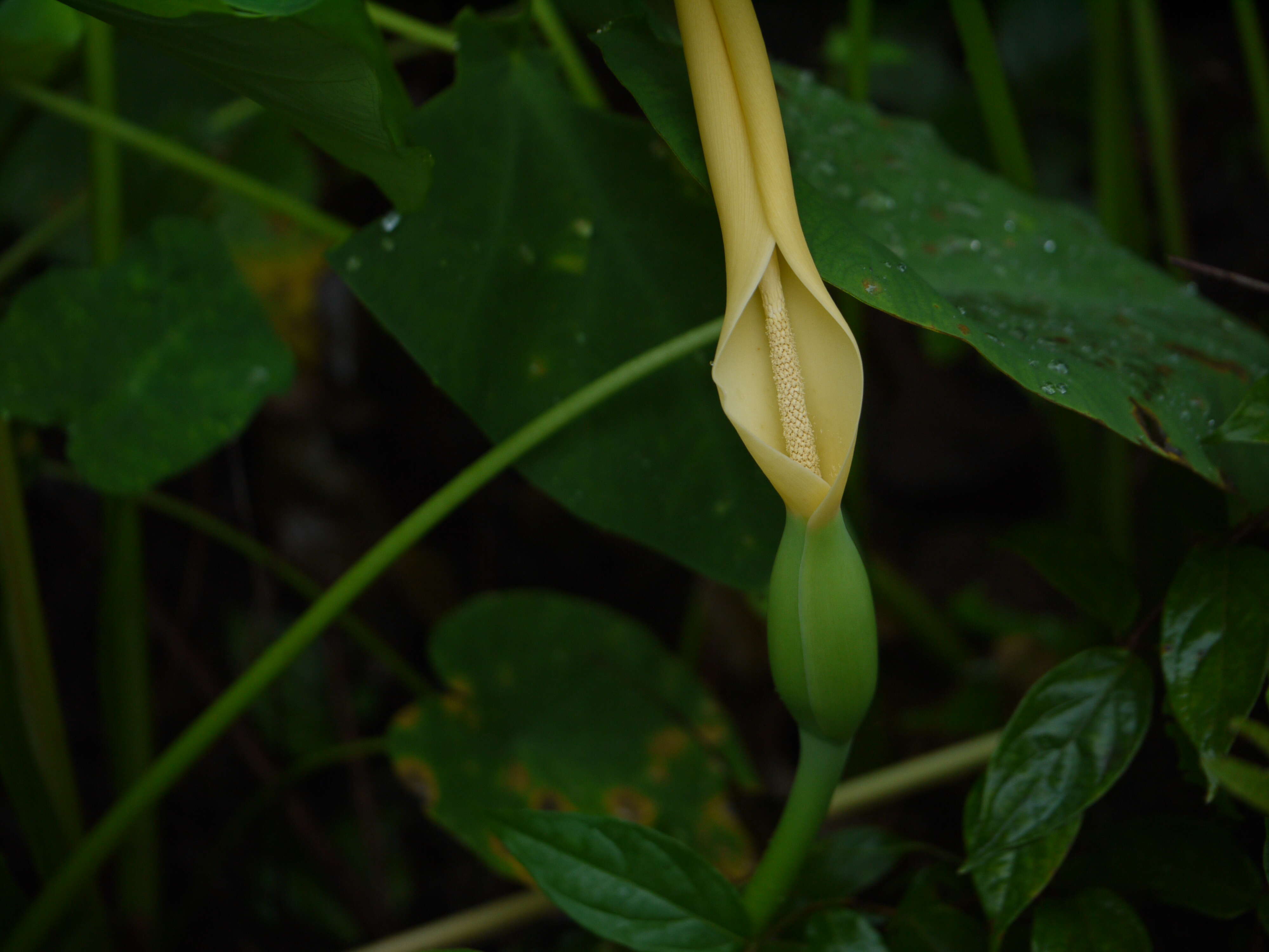 Image of Wild Taro