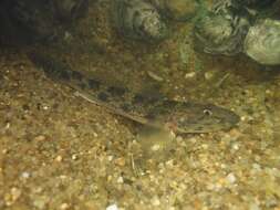 Image of Goby