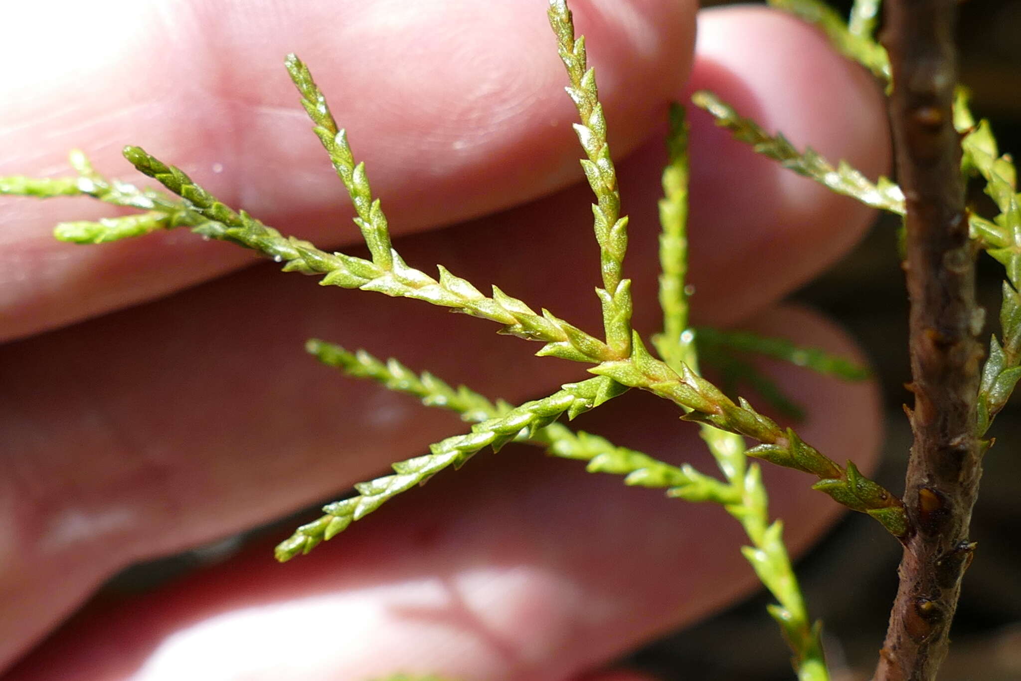 Image of Silver Pine