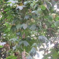 Image of Phylacium bracteosum Benn.