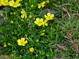 Imagem de Ranunculus formosamontanus Ohwi