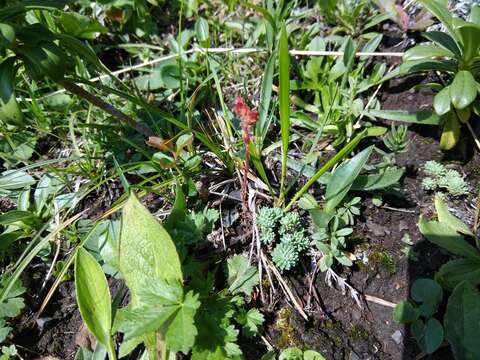 Image of Sedum tenellum M. Bieb.