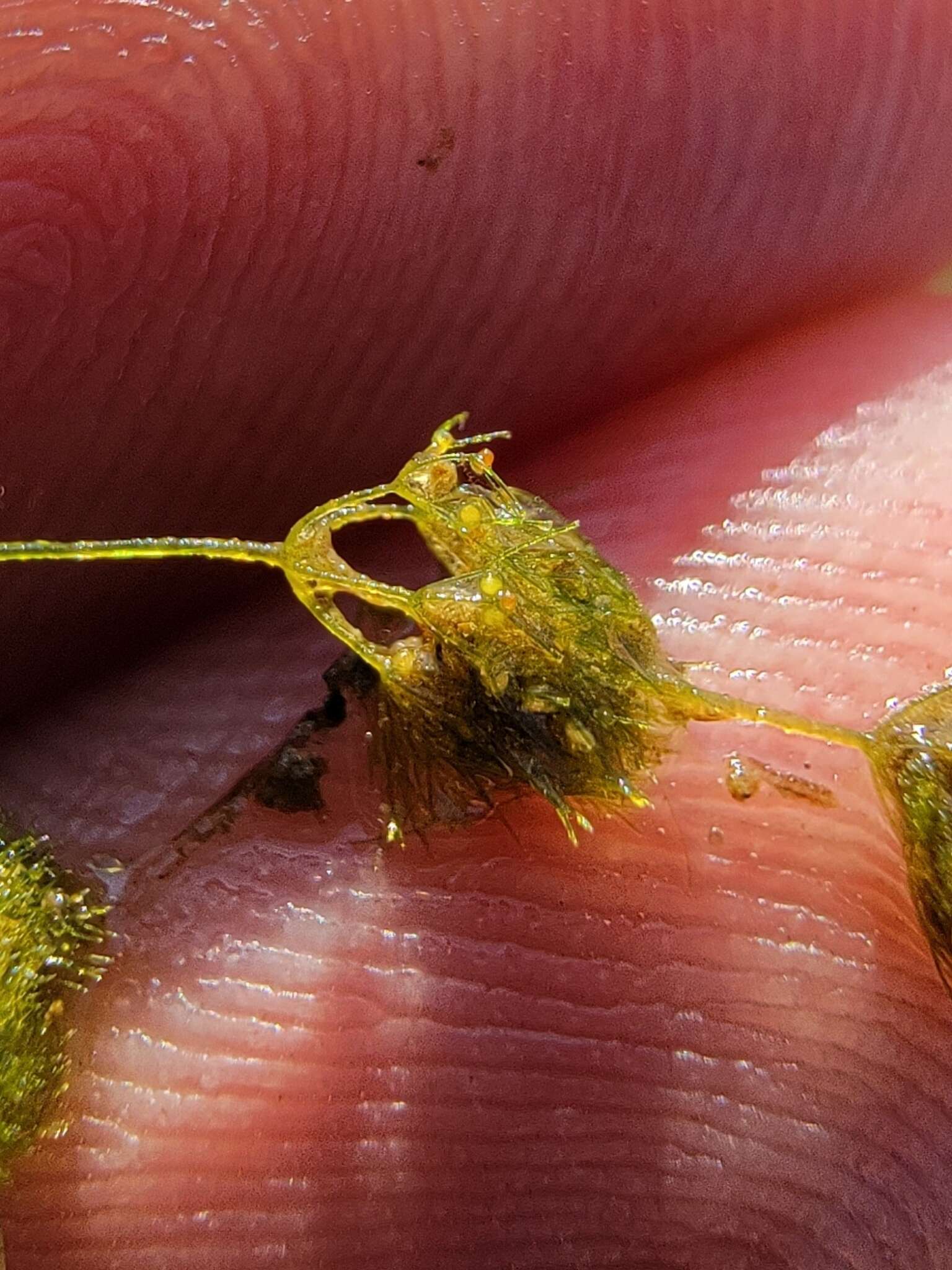 Image of Dwarf Stonewort